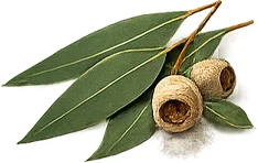 Osteonova Cream — Eukalyptusöl (Eucalyptus globulus)