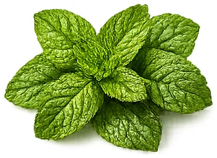 Osteonova Cream — Grüne-Minze-Öl (Mentha spicata)