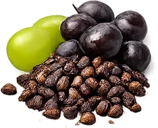 Osteonova Cream — Traubenkernöl (Vitis vinifera)